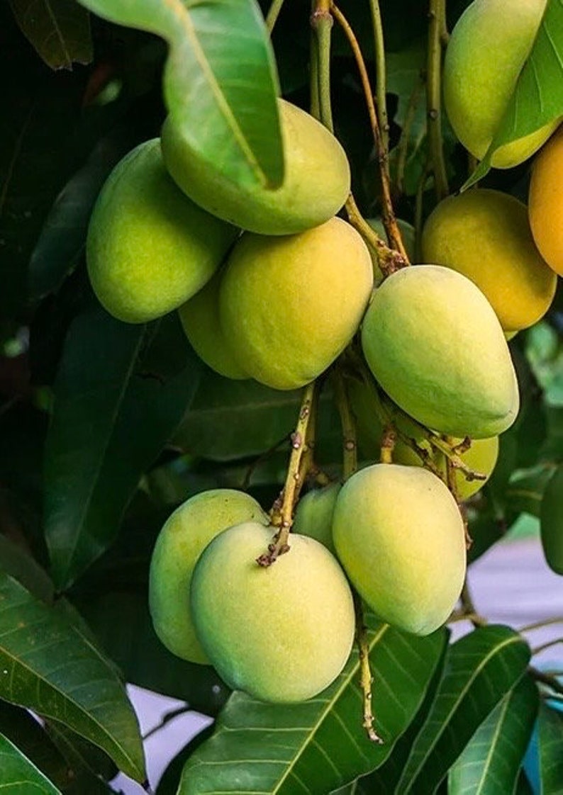 Kesar Mango Tree in 3 Gallon Pot - Grafted Variety - Mangifera indica - Tropical Fruit Plant for Home Garden, Non-Ship to CA & HI