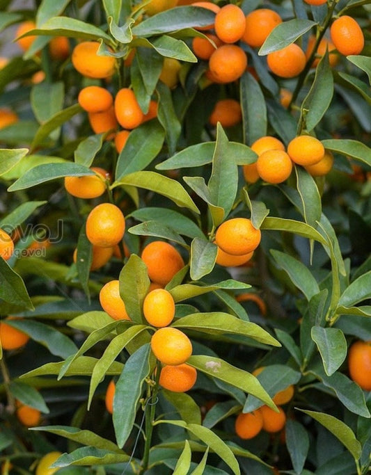 Callie Kumquat Tree - 1/2 Gallon - Meiwa & Nagami Hybrid - Citrus japonica - Florida Shipping Only