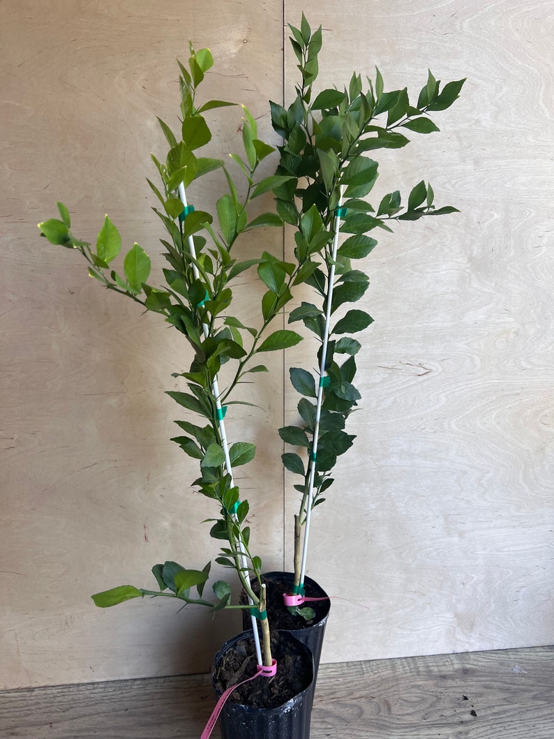 Red Finger Lime Tree, 1/2 Gallon Pot, Citrus Caviar, Microcitrus australasica, Air Layered, Florida Shipping Only