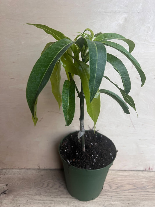 Manila Mango Tree in 10" Pot, Grafted - Ataulfo Mango, Sweet Flavor, Tropical Fruit (Mangifera indica)