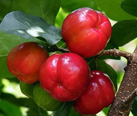 Acerola Cherry Plant in 4" Pot - Barbados Cherry, Malpighia emarginata, Juicy Fruit, Vitamin C Rich, No Ship AZ CA ID