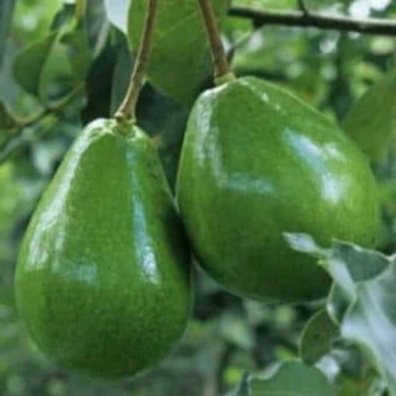Black Princess Avocado Tree in 3 Gallon Pot, Cold Hardy Variety, Persea americana, No Ship to HI