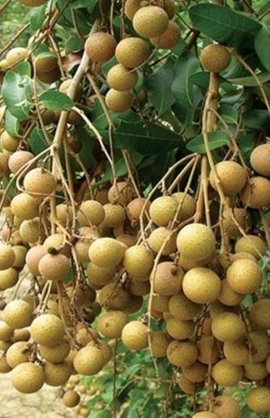 Kohala Longan Tree in 10" Pot, Air Layered, Sweet Butterscotch Fruit, Dimocarpus longan, No Ship to HI or CA