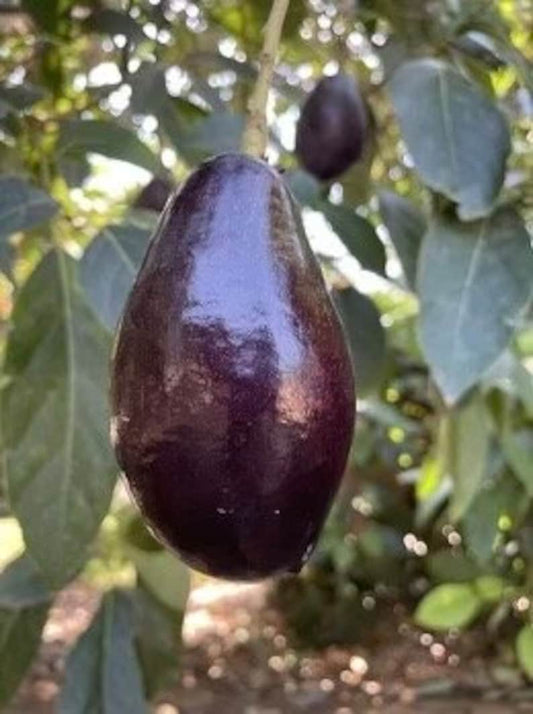 Mexicola Grande Avocado Tree in 3 Gallon Pot - Cold Hardy, Grafted, Edible Leaves - Persea americana