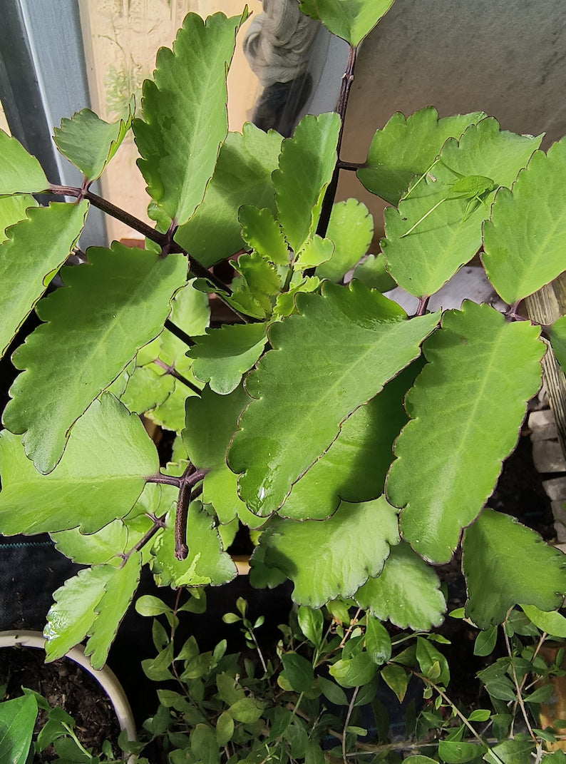 Organic Miracle Leaf Plant - Large 10-14 Inch Live Kalanchoe Pinnata (Leaf of Life, Cathedral Bells) in Pot
