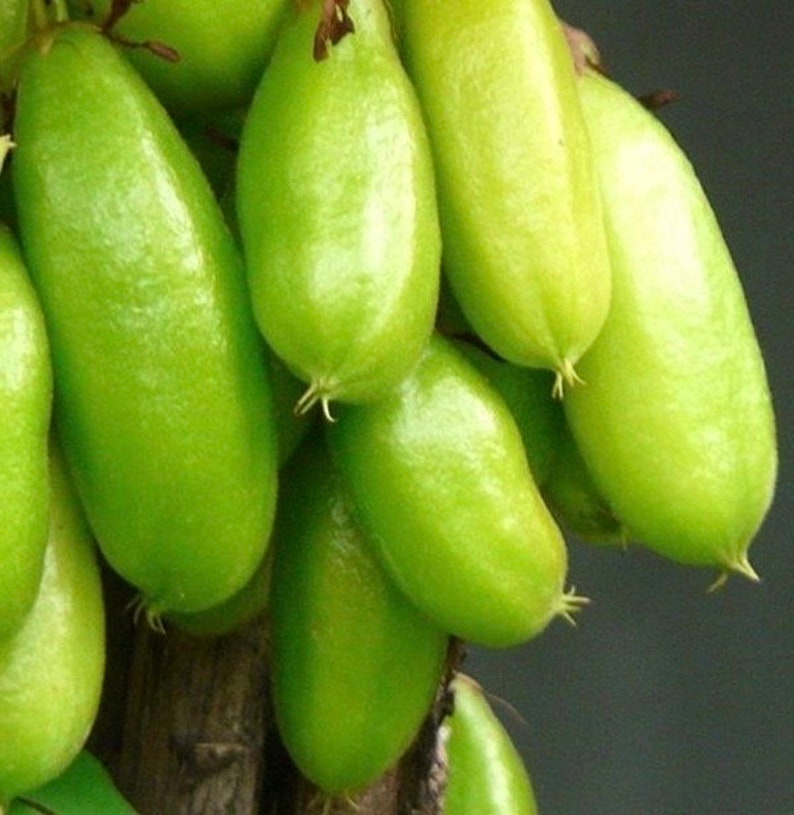 Bilimbi Plant in 10" Pot, Cucumber Tree, Averrhoa bilimbi, Rare Exotic Fruit, Tropical Fruit Tree for Home Garden