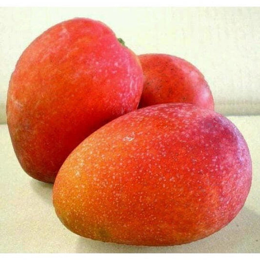 Jakarta Mango Tree in 3 Gallon Pot, Grafted, Tropical Fruit Tree, Mangifera indica, No Ship to CA and HI