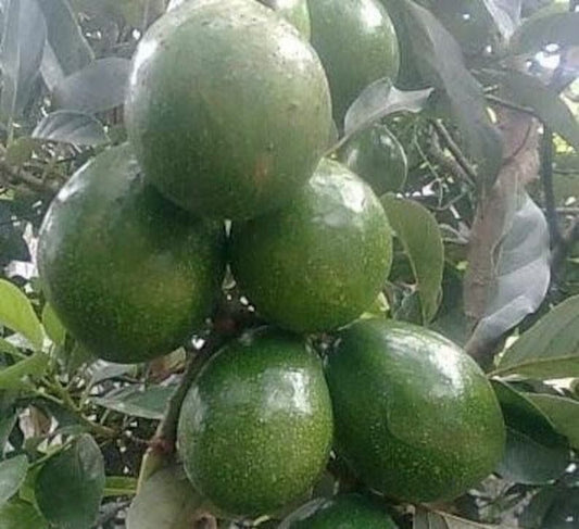 Marcus Pumpkin Avocado Tree 3 Gallon Cold Hardy Grafted (Persea americana) - No Ship to HI