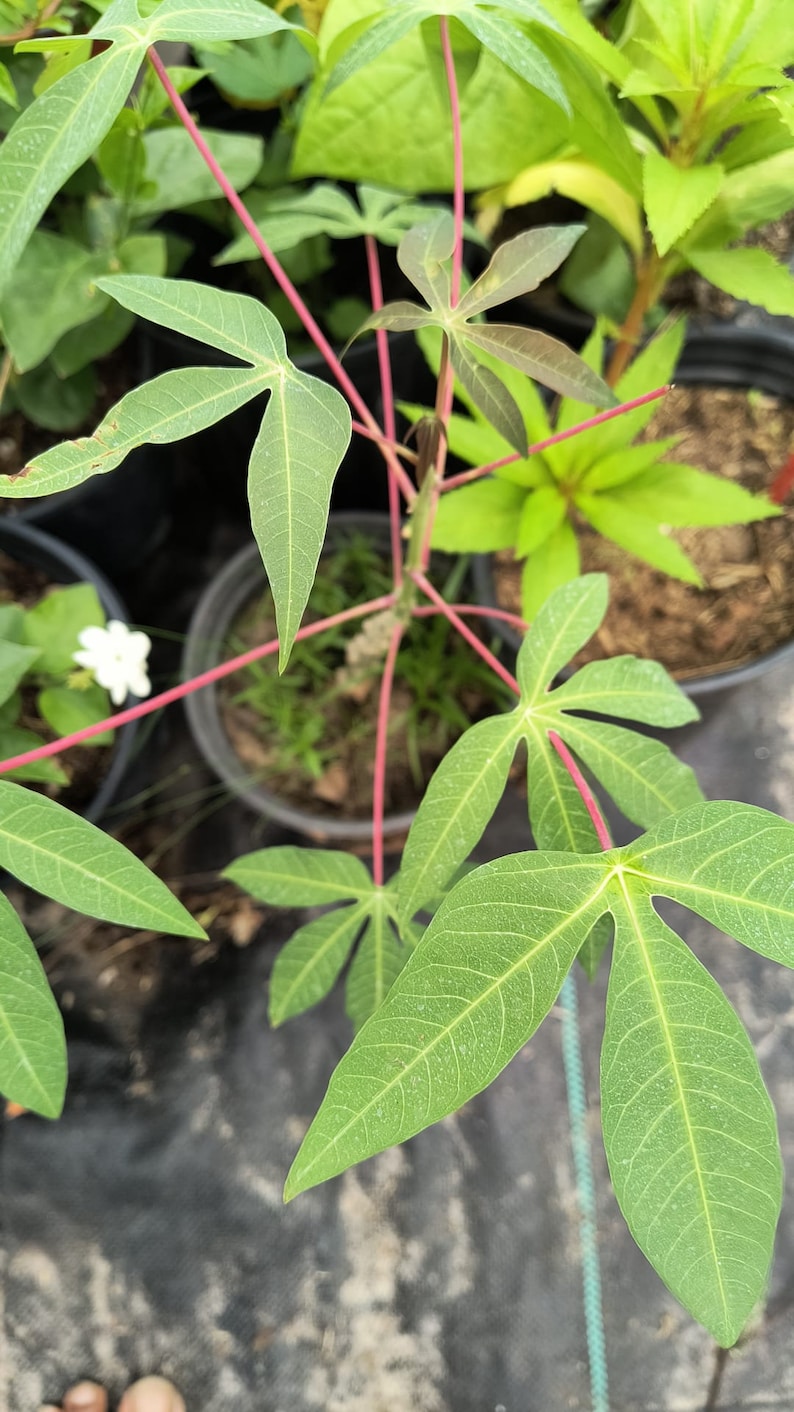 Cassava Manihot esculenta 5 Unroot Cuttings | Well Rooted Yuca | 8-10 Inch Cuttings for Home Gardening