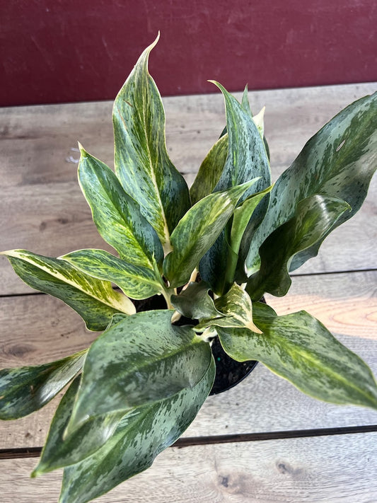 Aglaonema Koh Sumai 6" Pot, Rare Thai Green & Silver Houseplant, Aglaonema commutatum, Indoor Plant for Bright Filtered Light
