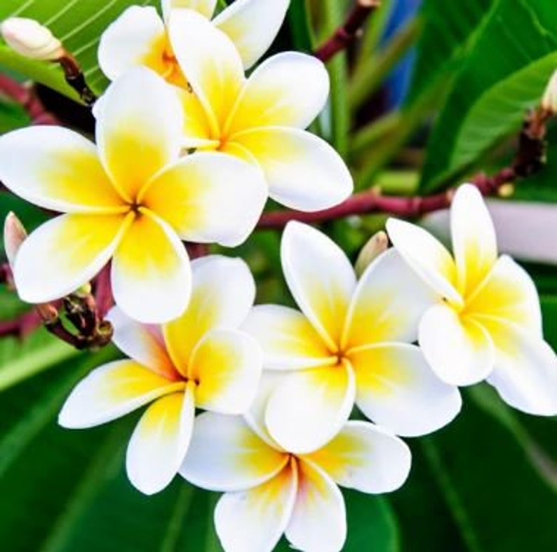 potting mix for frangipani Live Potted Plumeria Plant 4-inch White & Yellow Mix (Plumeria spp.)
