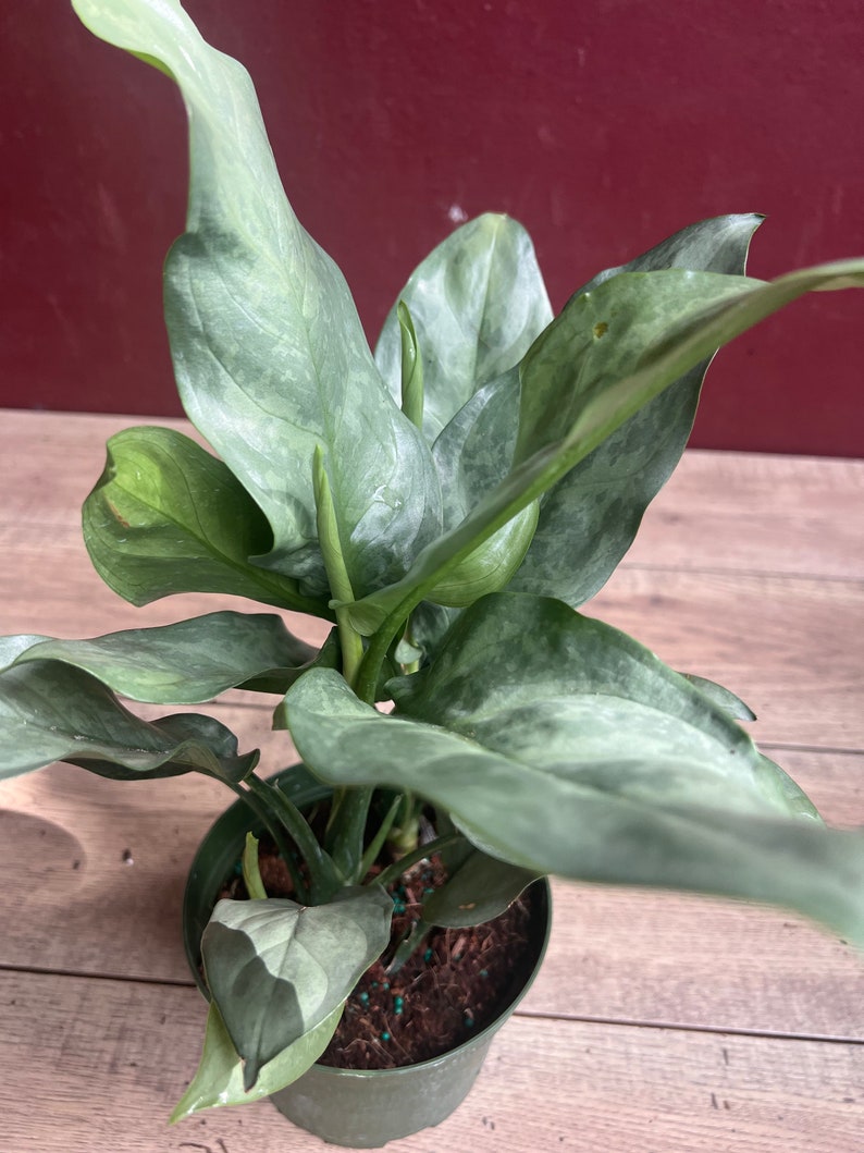 Aglaonema Plant 6" Pot Ghost Variety Aglaonema commutatum Silver-Grey Foliage Easy Care Houseplant