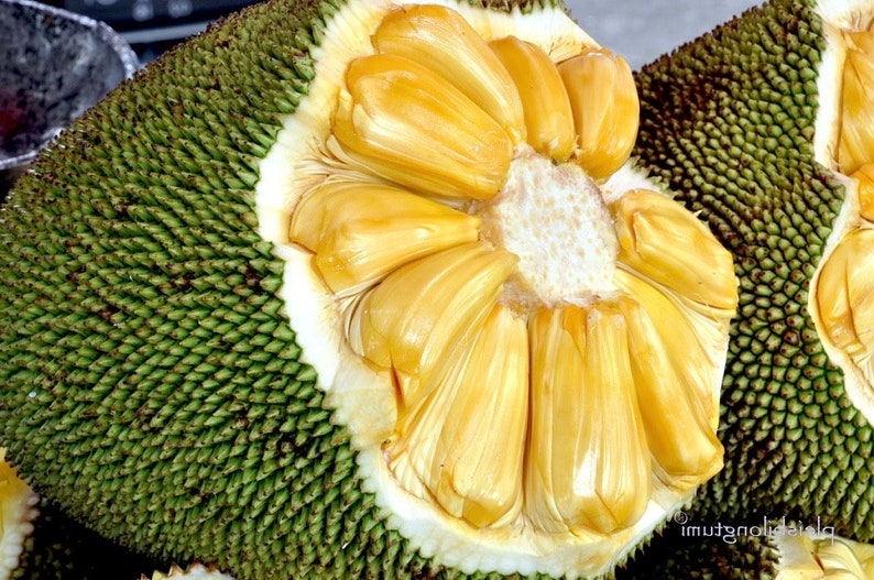 Dwarf Jackfruit Tree in 3 Gallon Pot, J31 Variety, Grafted, Artocarpus heterophyllus, Sweet & Aromatic Fruits
