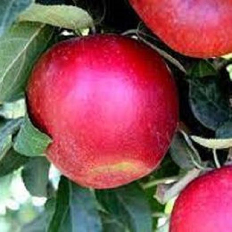 Apple Trees 2 ft Tall - Varieties Available - Malus domestica