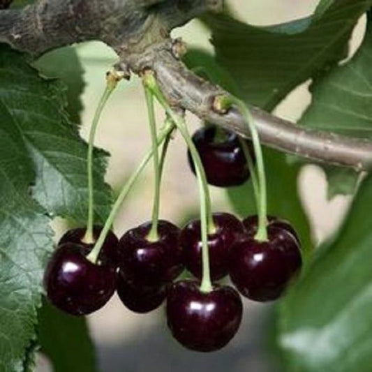 Black Cherry Tree - Up to 4 ft Tall - Prunus serotina - Ideal for Landscaping and Gardens