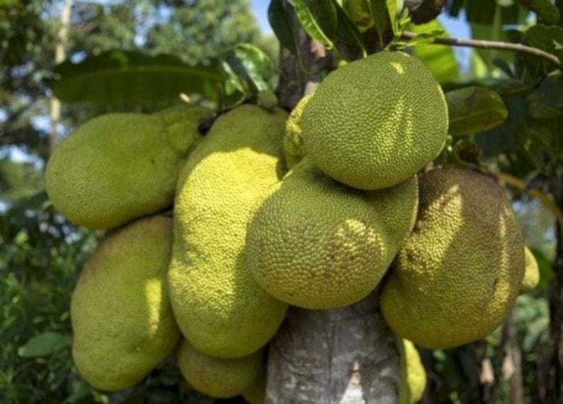 Golden Nugget Jackfruit Plant in 4" Pot, Nangka, Artocarpus heterophyllus - Tropical Fruit Tree for Home Garden