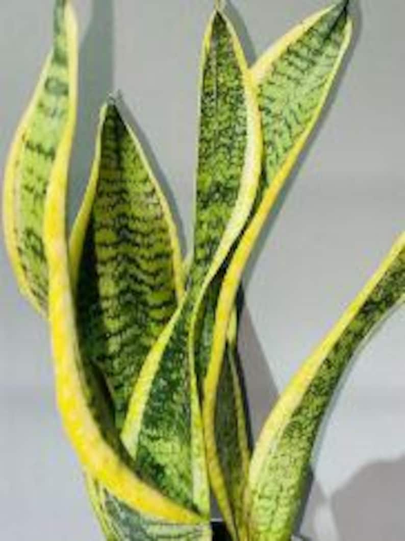 Indoor Snake Plant 6in Pot | Sansevieria Trifasciata | Air Purifying | 8-12 Inch | Low Maintenance Houseplant
