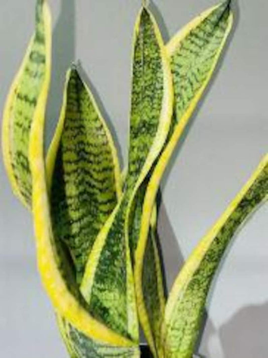 Indoor Snake Plant 6in Pot | Sansevieria Trifasciata | Air Purifying | 8-12 Inch | Low Maintenance Houseplant