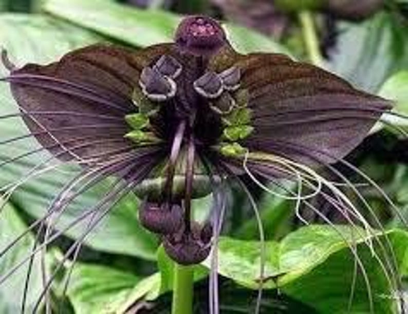 Bat Flower 6" Pot, Black Tacca chantrieri, Exotic Indoor Plant with Unique Bat-Like Blooms, Rare Houseplant