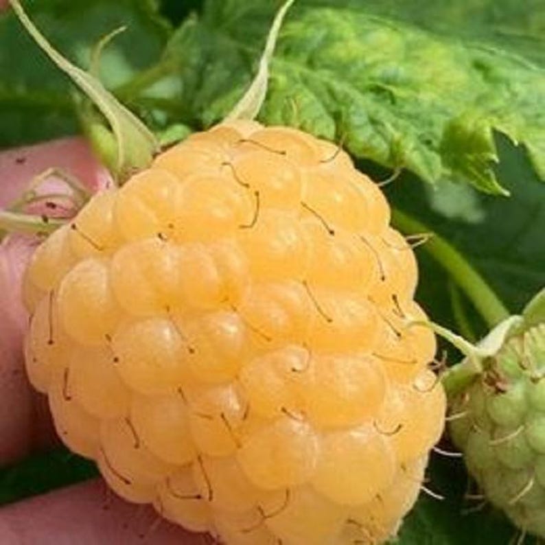 Raspberry Plants - 1 ft Tall - Caroline, Encore, Jewel, Munger, Anne ...