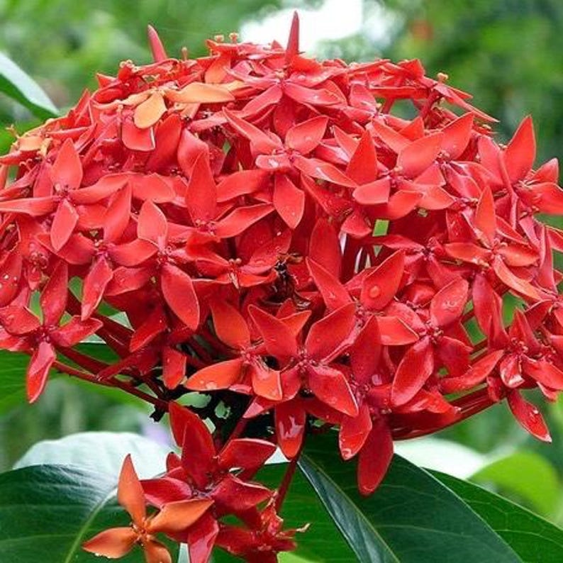 Ixora Plant in 6" Pot, Taiwanese Red, Carmen Dwarf Red, Ixora coccinea - Lush Foliage & Vibrant Year-Round Blooms