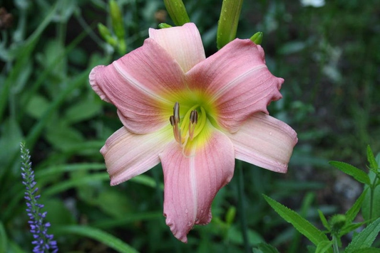 Daylily ‘Bama Music’ 3 Bare Root Plants – Red Yellow Hemerocallis Perennial for Summer Garden Flowers