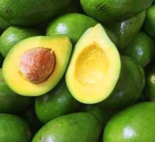 Avocado Tree 6" Pot Choquette Variety (Persea Americana) Grafted, Juicy Fruit, Tropical Plant for Home Garden