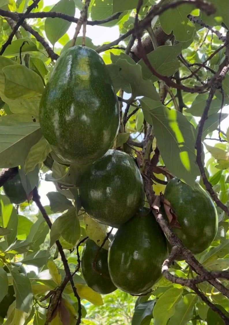 Catalina Avocado Tree in 6" Pot - Grafted, High-Quality Fruit Tree, Persea americana, Indoor/Patio Friendly