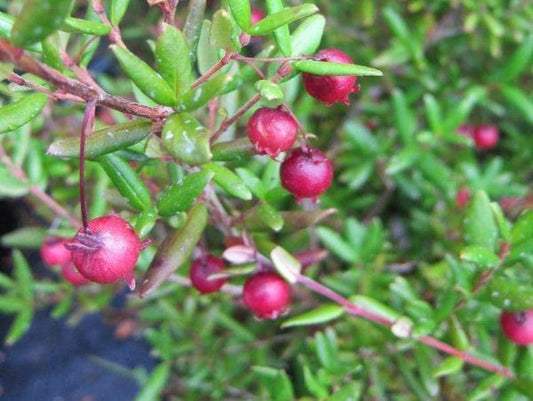 Chilean Guava Live Plant - 1 Starter - 4" to 6" Tall - Ugni molinae - Aromatic Evergreen Shrub in 6" Pot