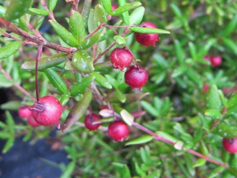 Chilean Guava Live Plant - 1 Starter in 6" Pot - Ugni molinae - Aromatic Evergreen Shrub with Edible Fruit