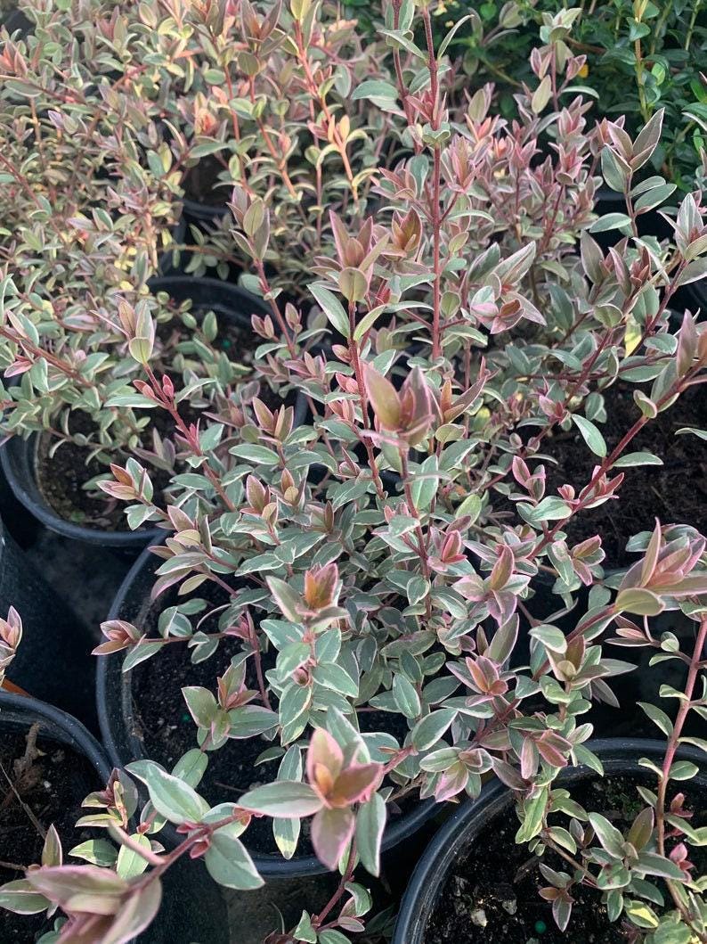 Chilean Guava Variegated Live Plant - Ugni molinae 'Flambeau' - 3 Gallon Pot - 1 to 2 Feet Tall