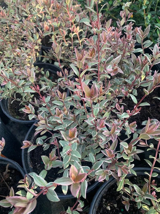 Chilean Guava Variegated Live Plant - Ugni molinae 'Flambeau' - 3 Gallon Pot - 1 to 2 Feet Tall