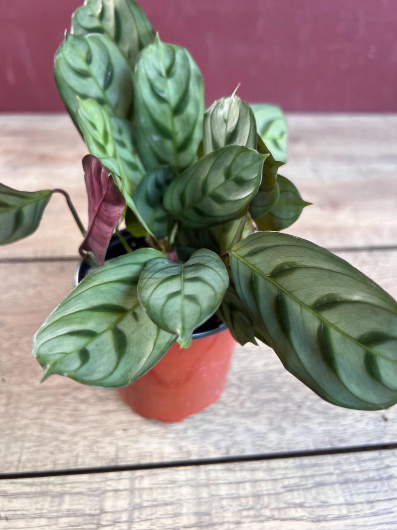 Calathea Burle Marx - 4" Pot - Fishbone Prayer Plant - Ctenanthe Burle-Marxii - Tropical Indoor Plant - Non-Toxic to Pets