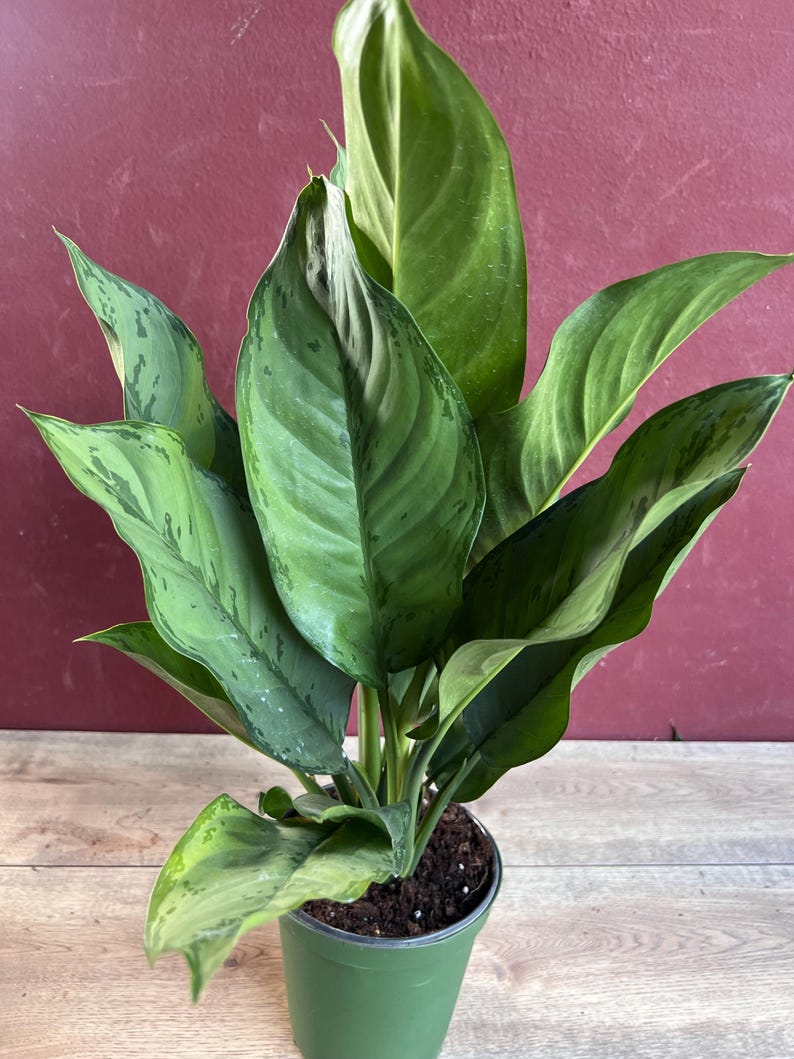 Aglaonema BJ Freeman, 6" Live House Plant, Chinese Evergreen, Arum Plant, Aglaonema, Indoor Decorative Foliage