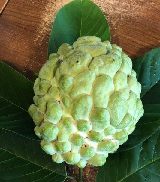 Atemoya Fruit Tree - 3 Gallon Pot - Priestly Variety - Live Plant - Fresh From Our Garden