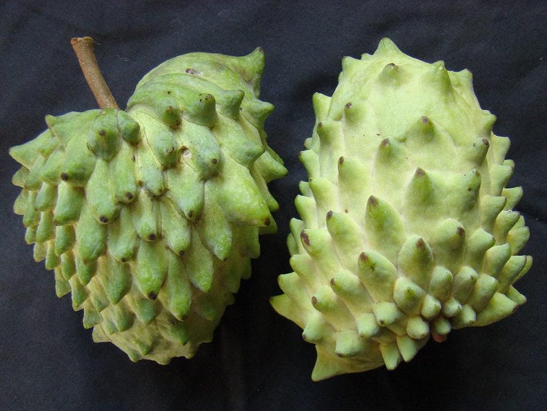 Atemoya Live Plant 2 Feet Tall in 3 Gal Pot - Geffner Variety - Annona squamosa x Annona cherimola - Tropical Fruit Plant