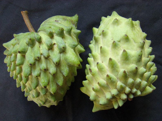 Atemoya Live Plant 2 Feet Tall in 3 Gal Pot - Geffner Variety - Annona squamosa x Annona cherimola - Tropical Fruit Plant