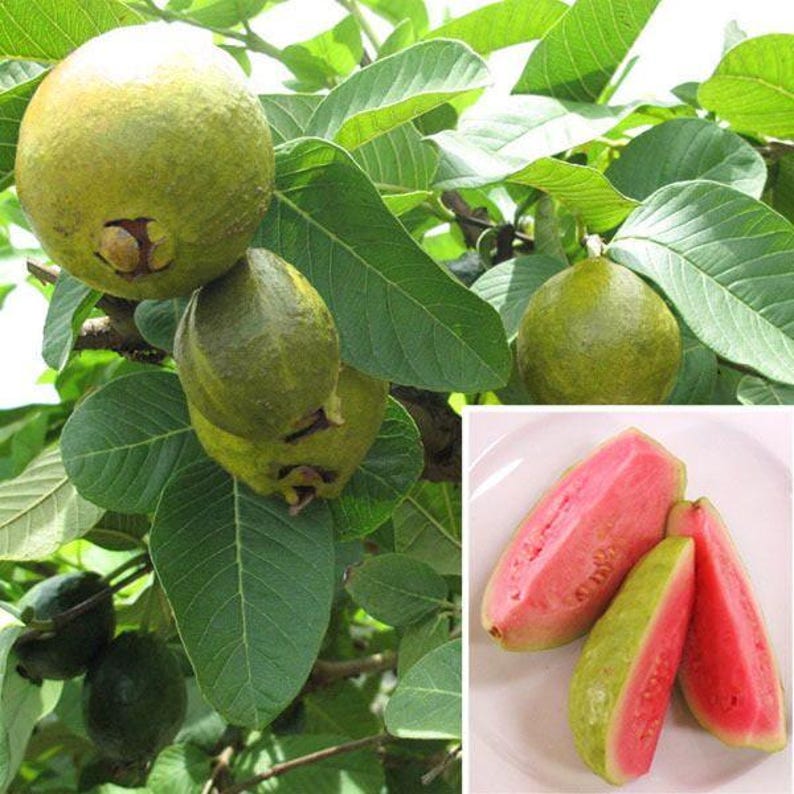 Guava Plant 3 Gal Pot Ruby Supreme Psidium guajava Tropical Fruit Easy Grow