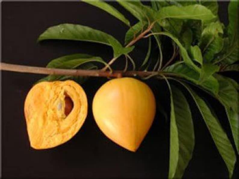 Canistel Tree - 2 Feet Tall - Airlayered - 3 Gallon Pot - Pouteria campechiana - Tropical Fruit Plant