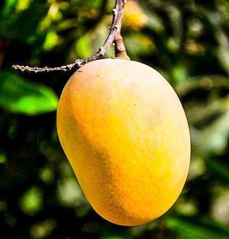 Grafted Florigon Mango Tree - 1 to 2 Feet Tall - Live Plant in 6
