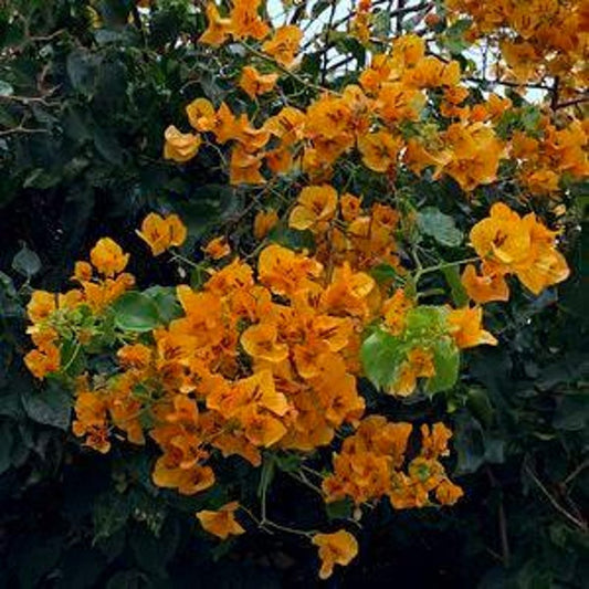 Bougainvillea Plant 3 Gal Pot California Gold Live Plant - Bougainvillea glabra
