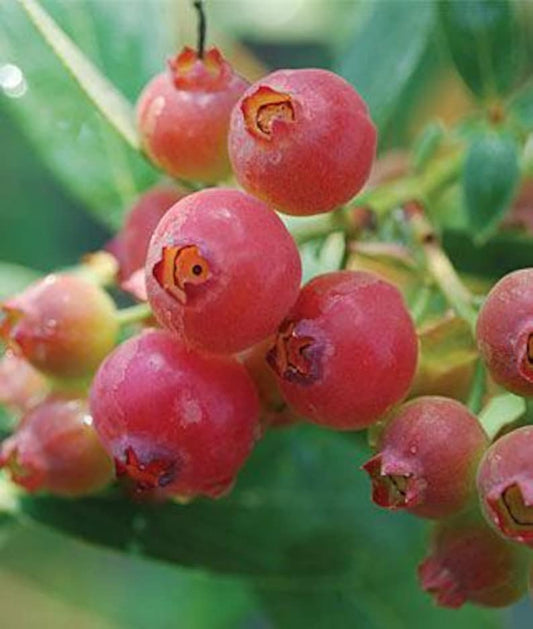Blueberry Plant 1 Gallon Pink Lemonade Sweet Berries Vaccinium corymbosum