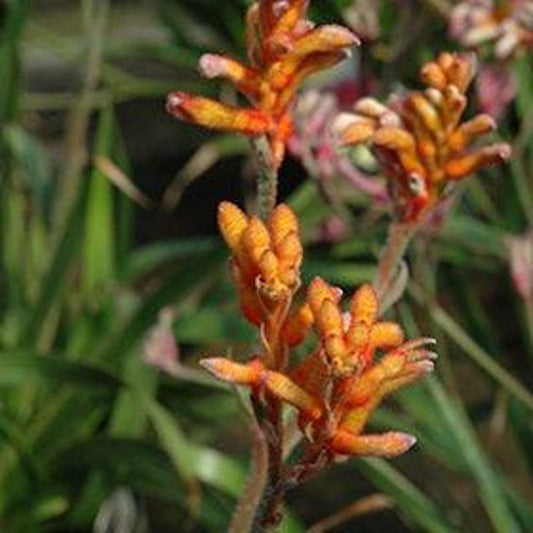 Anigozanthos Kanga Orange Live Plant in 6” Pot | Kangaroo Paw | Bright Orange Flowers, Indoor/Outdoor Plant