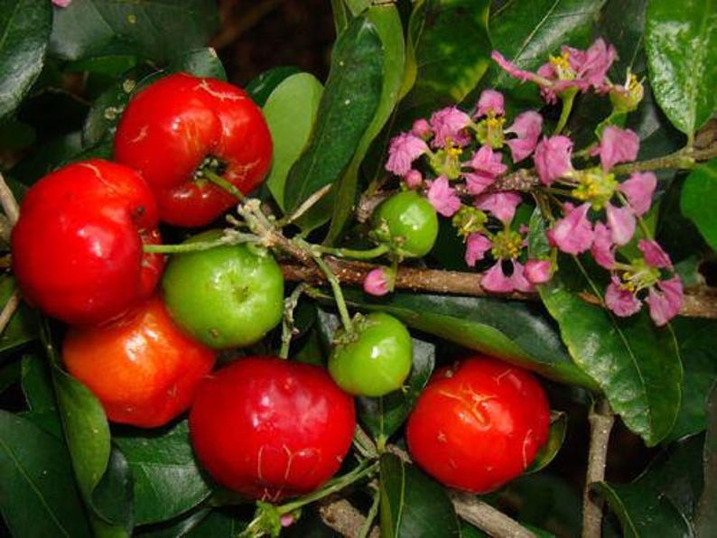 Barbados Cherry Plant in 3 Gal Pot - Acerola Variety - Sweet Fruit - Fresh Live Plant from Our Garden