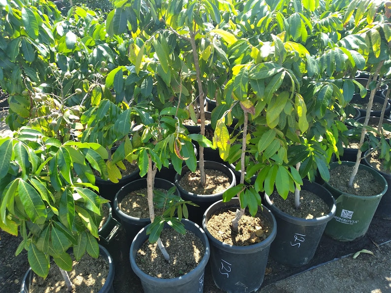 Kohala Longan Live Plant - 3 Feet Tall Air Layered Tree - Dimocarpus longan - Fresh from Our Garden in 3 Gal Pot