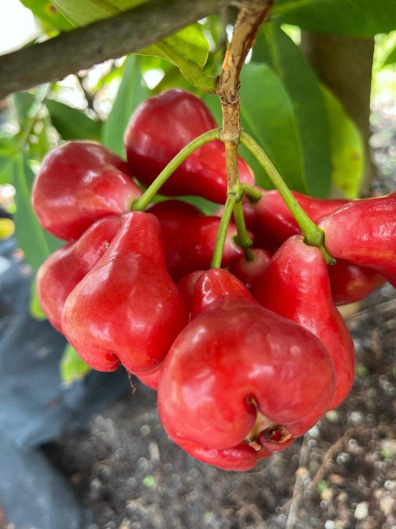 Black Perl Wax Apple Tree - 3 Gallon Pot - Syzygium samarangense - 1 to 2 Feet Tall - Tropical Fruit Plant