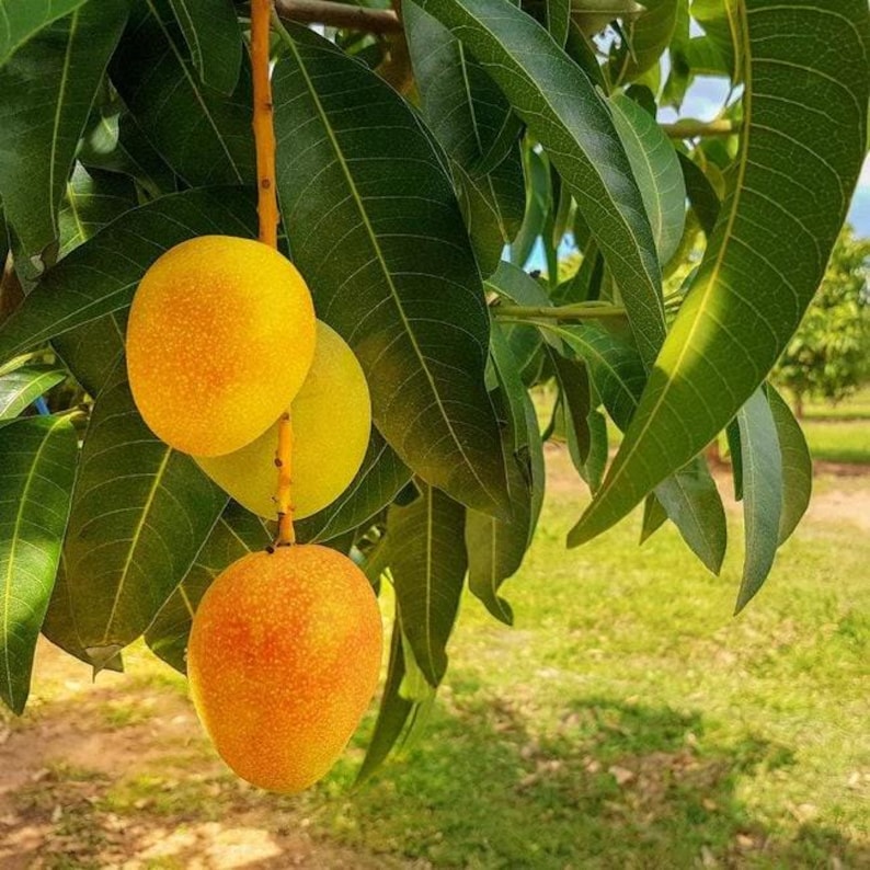 Alphonso Mango Tree - Grafted Live Plant - 1 to 2 Feet Tall - Mangifera indica - Ships in 3 Gallon Pot