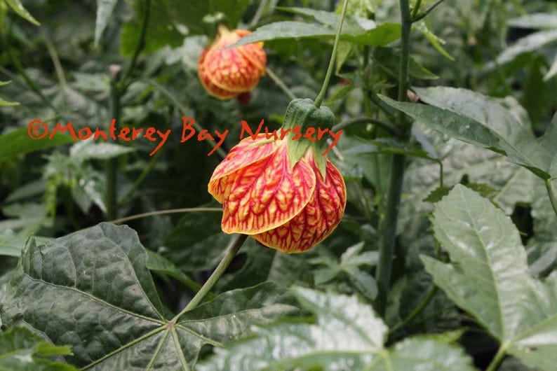 Abutilon 'Tiger Eye' Flowering Maple Plant - 1 Gallon Pot - Yellow Flowers with Red Veining - Abutilon hybrid