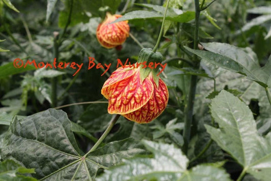 Abutilon 'Tiger Eye' Flowering Maple Plant - 1 Gallon Pot - Yellow Flowers with Red Veining - Abutilon hybrid