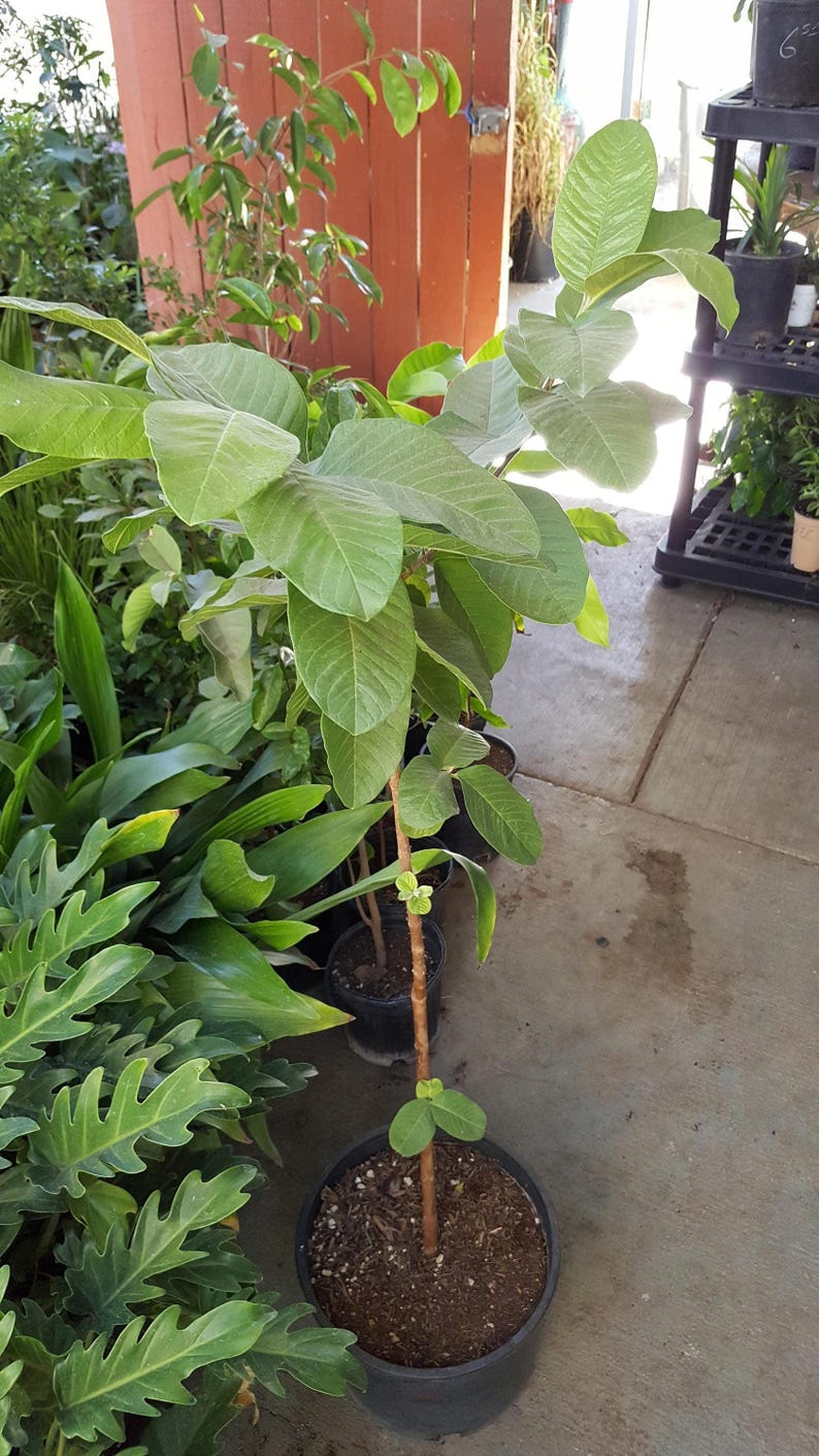 Taiwan Guava Tree - 3 Gallon Pot - Tropical Fruit Plant - Psidium guajava - 2 to 3 Feet Tall